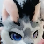 Kuro/小黑 的头像