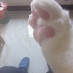 科尔斯科特 的头像