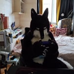 Lance Wolf 的头像