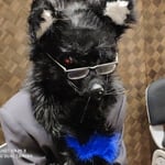 狼灰 的头像