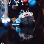 黑鸩 的头像