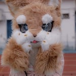 壳犬 的头像